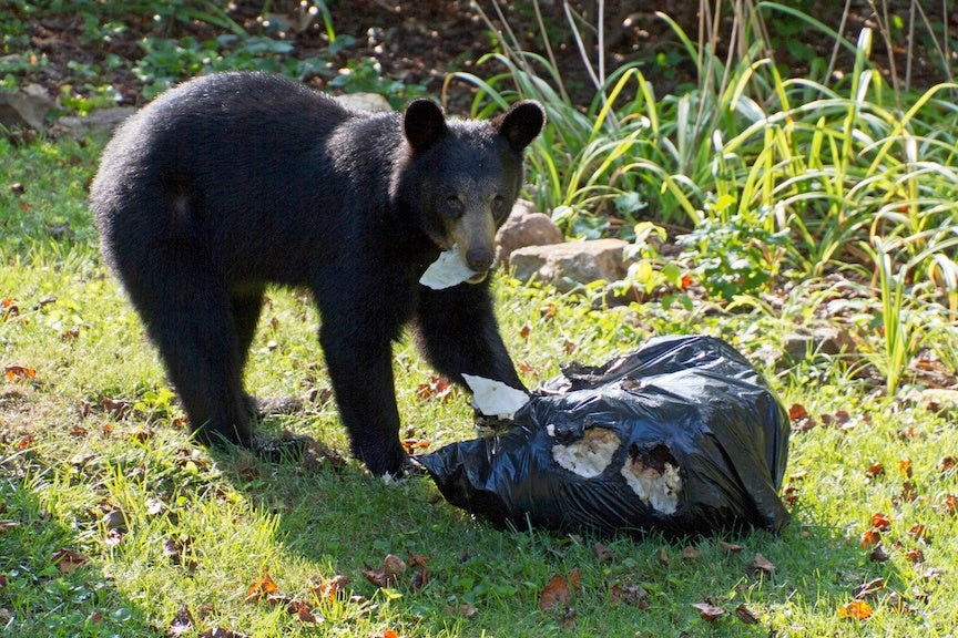 black bear going through trash bag
