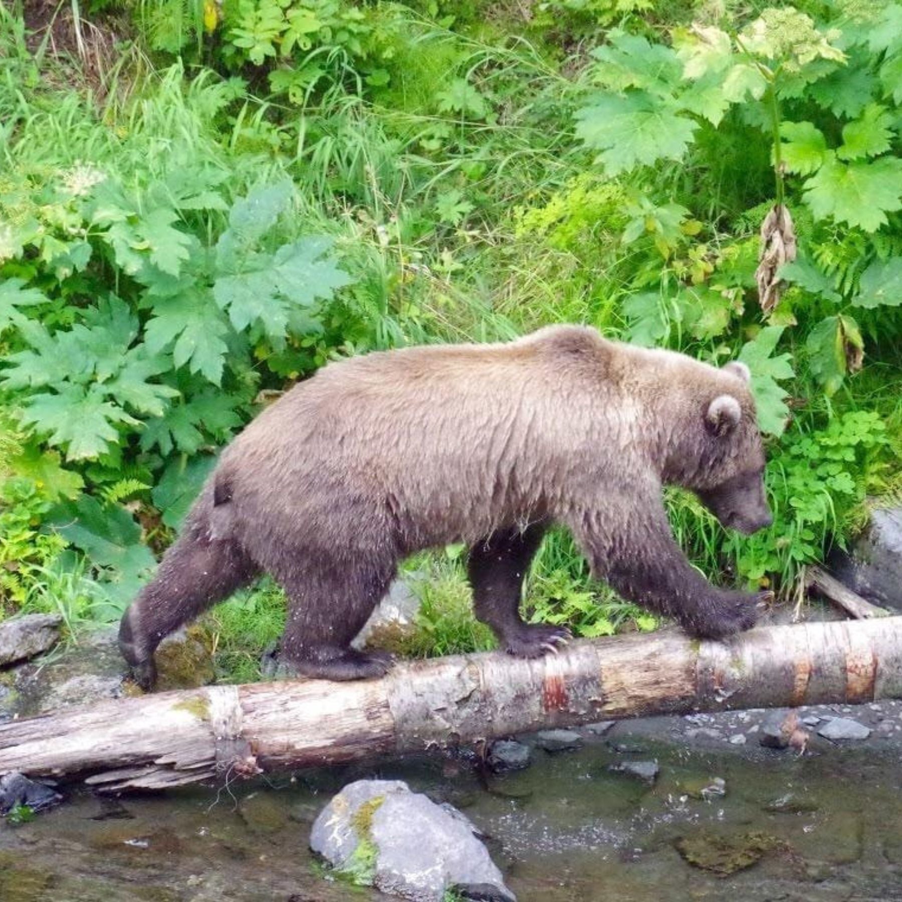 Bear walking on log