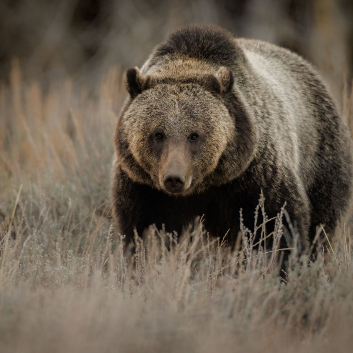 Bear looking curiously