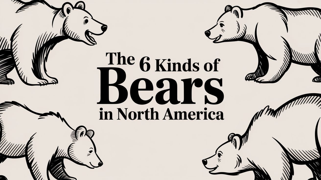 The 6 Kinds of Bears in North America