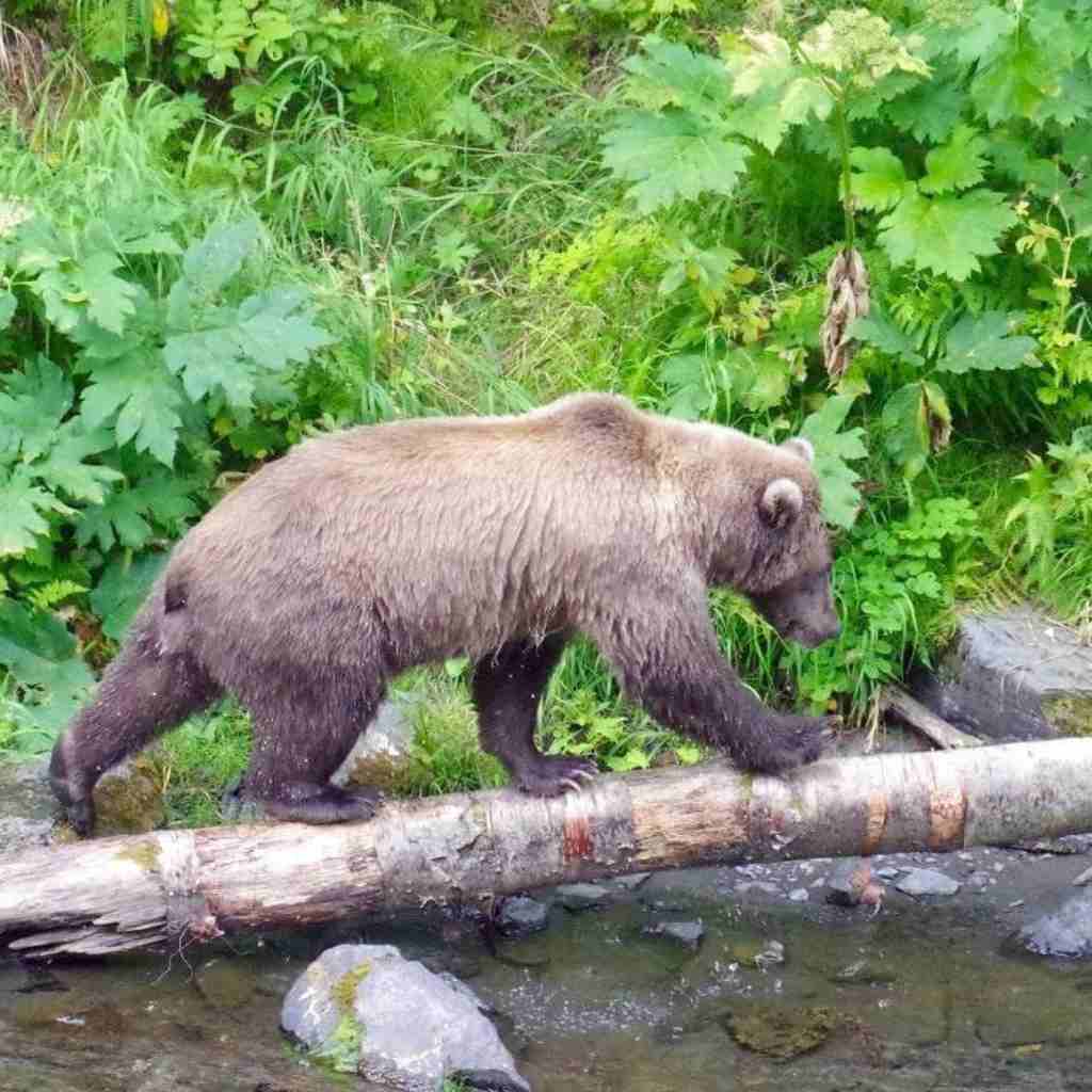 Grizzly bear walking on a log over water.