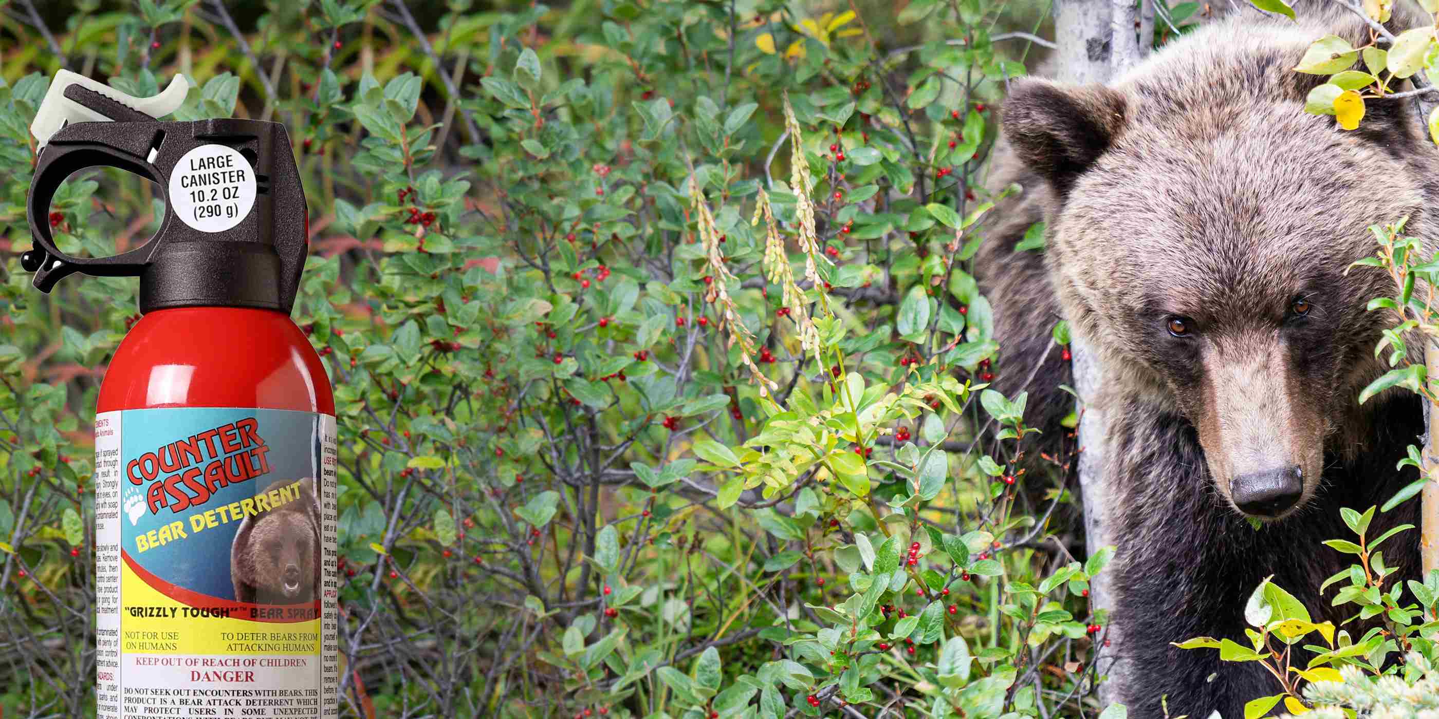 Grizzly bear in brush and Counter Assault bear spray can.
